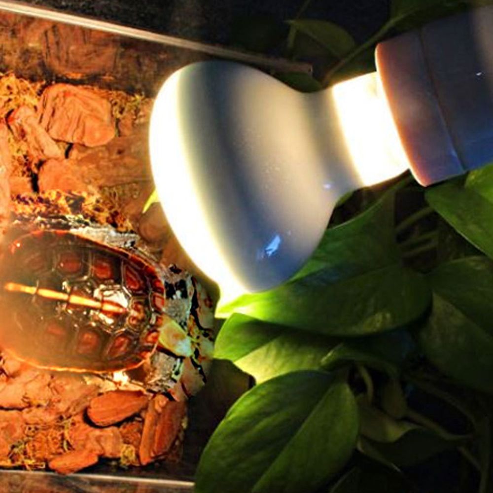 Regulator temperatury do grzej – Basking Bulb Halogen recenzja i cena