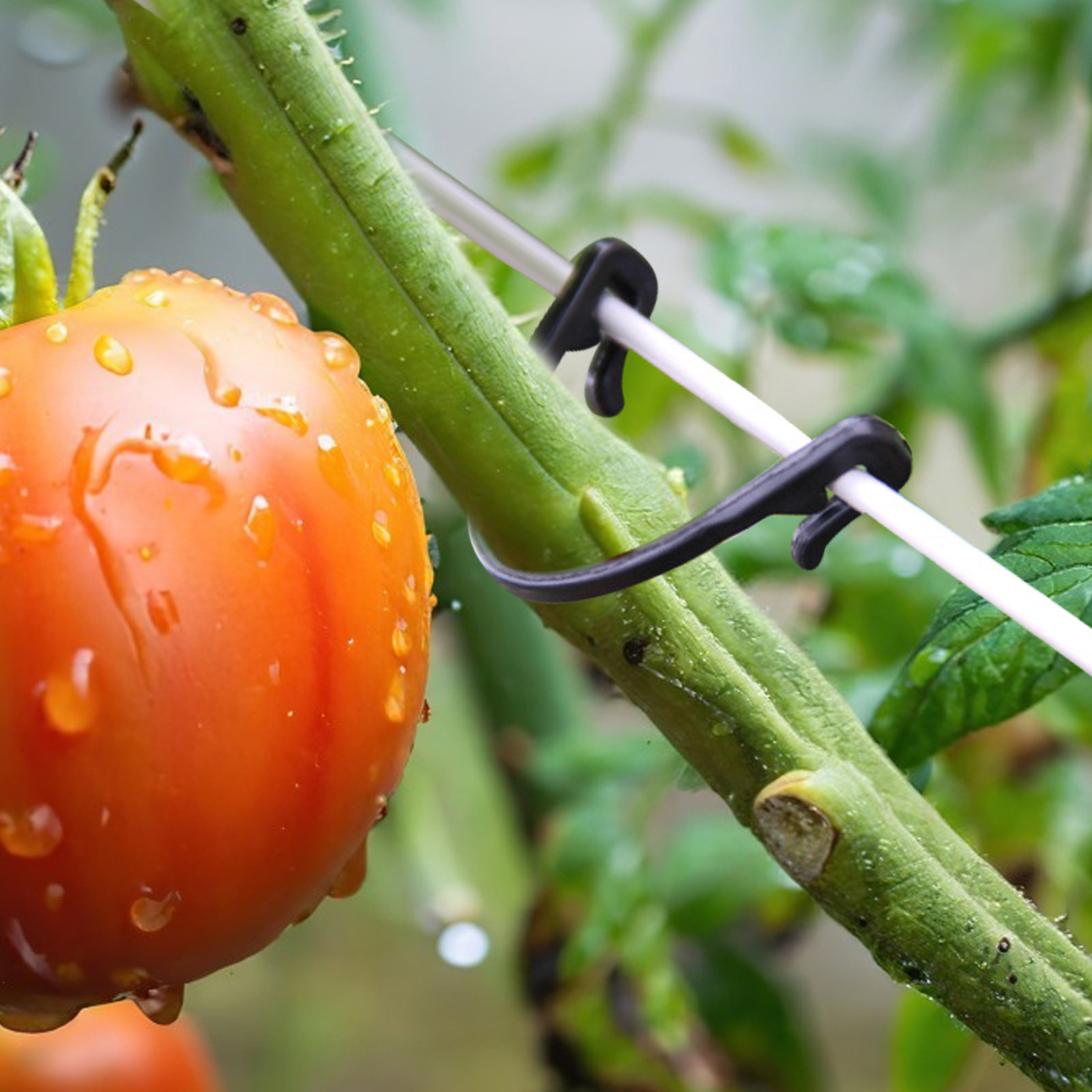 100 szt. Klipsów do mocowania  – Vine Climbing Plastic recenzja i cena