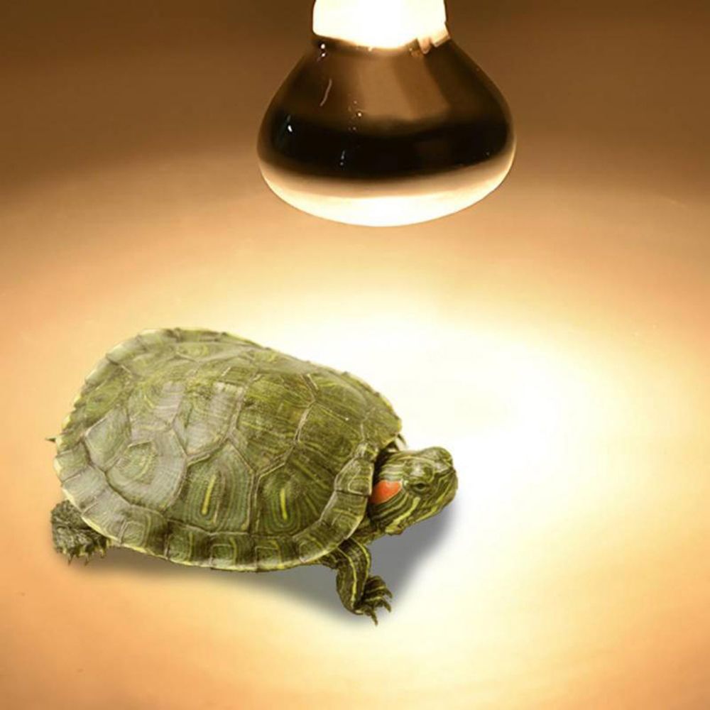 Lampa grzewcza dla żółwi, lamp – Basking Bulb Halogen recenzja i cena